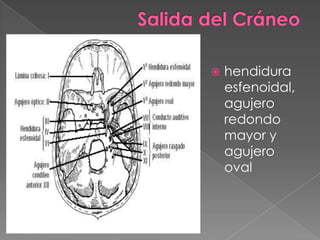   hendidura
    esfenoidal,
    agujero
    redondo
    mayor y
    agujero
    oval
 