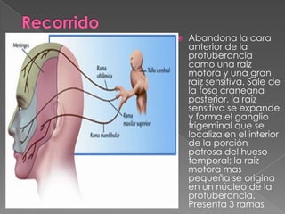    Abandona la cara
    anterior de la
    protuberancia
    como una raiz
    motora y una gran
    raiz sensitiva. Sale de
    la fosa craneana
    posterior, la raíz
    sensitiva se expande
    y forma el ganglio
    trigeminal que se
    localiza en el interior
    de la porción
    petrosa del hueso
    temporal; la raíz
    motora mas
    pequeña se origina
    en un núcleo de la
    protuberancia.
    Presenta 3 ramas
 