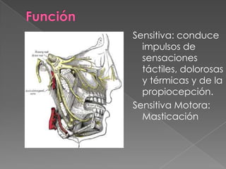 Sensitiva: conduce
  impulsos de
  sensaciones
  táctiles, dolorosas
  y térmicas y de la
  propiocepción.
Sensitiva Motora:
  Masticación
 