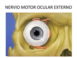 NERVIO MOTOR OCULAR EXTERNO
 