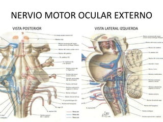 NERVIO MOTOR OCULAR EXTERNO
VISTA POSTERIOR   VISTA LATERAL IZQUIERDA
 
