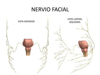 NERVIO FACIAL
                       VISTA LATERAL
VISTA ANTERIOR           IZQUIERDA
 