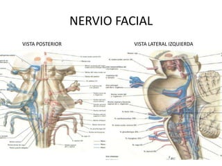 NERVIO FACIAL
VISTA POSTERIOR             VISTA LATERAL IZQUIERDA
 