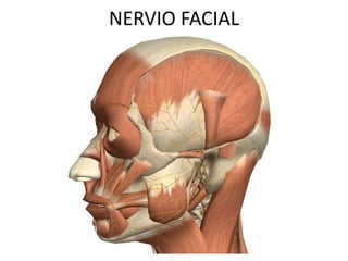 NERVIO FACIAL
 