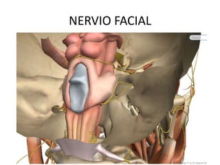 NERVIO FACIAL
 