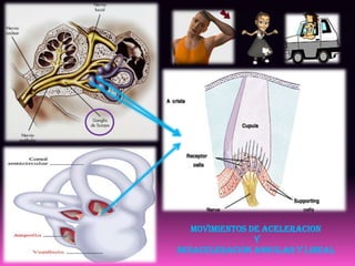 MOVIMIENTOS DE ACELERACION
                Y
DESACELERACION ANGULAR Y LINEAL
 