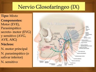 Tipo: Mixto
Componentes:
Motor (EVE),
Parasimpático
secreto- motor (EVG)
y sensitivo (AVG,
AVE, ASG)
Núcleos:
N. motor principal
N. parasimpático (o
salivar inferior)
N. sensitivo
 