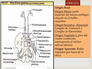 ORIGEN
Origen Real:
Origen Motor: parte
superior del núcleo ambiguo
situado en el bulbo
raquídeo.
Origen Sensitivo –Sensorial:
Ganglio de Andersch y
Ganglio de Ehrenritter.
Origen Vegetativo: piso del
cuarto ventrículo,
corresponde al núcleo
salivar inferior.
Origen Aparente: Bulbo
raquídeo por fuera de la
oliva.
 