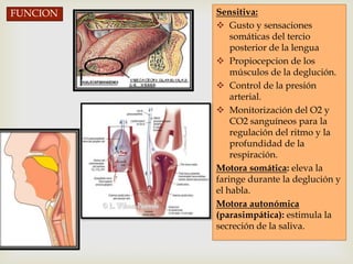 FUNCION   Sensitiva:
           Gusto y sensaciones
              somáticas del tercio
              posterior de la lengua
           Propiocepcion de los
              músculos de la deglución.
           Control de la presión
              arterial.
           Monitorización del O2 y
              CO2 sanguíneos para la
              regulación del ritmo y la
              profundidad de la
              respiración.
          Motora somática: eleva la
          faringe durante la deglución y
          el habla.
          Motora autonómica
          (parasimpática): estimula la
          secreción de la saliva.
 
