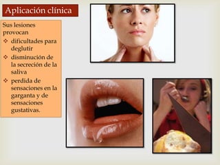 Aplicación clínica
Sus lesiones
provocan
 dificultades para
   deglutir
 disminución de
   la secreción de la
   saliva
 perdida de
   sensaciones en la
   garganta y de
   sensaciones
   gustativas.
 