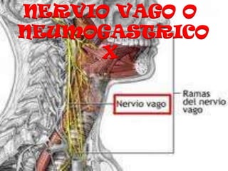 NERVIO VAGO O
NEUMOGASTRICO
     X
 