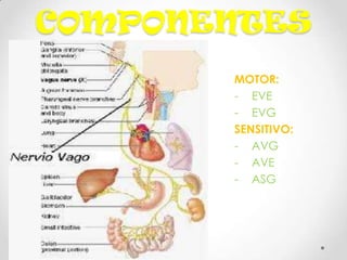 COMPONENTES
       MOTOR:
       - EVE
       - EVG
       SENSITIVO:
       - AVG
       - AVE
       - ASG
 