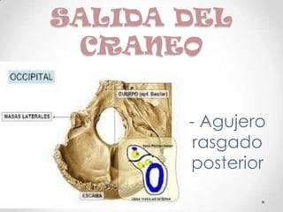 SALIDA DEL
 CRANEO


       - Agujero
        rasgado
       posterior
 