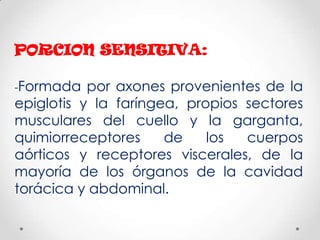 PORCION SENSITIVA:

-Formada   por axones provenientes de la
epiglotis y la faríngea, propios sectores
musculares del cuello y la garganta,
quimiorreceptores     de    los  cuerpos
aórticos y receptores viscerales, de la
mayoría de los órganos de la cavidad
torácica y abdominal.
 