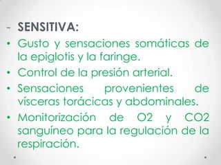 - SENSITIVA:
• Gusto y sensaciones somáticas de
  la epiglotis y la faringe.
• Control de la presión arterial.
• Sensaciones        provenientes de
  vísceras torácicas y abdominales.
• Monitorización de O2 y CO2
  sanguíneo para la regulación de la
  respiración.
 
