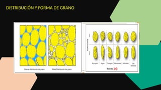 DISTRIBUCIÓN Y FORMA DE GRANO
 