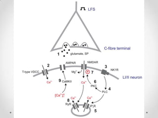 Plasticidad cerebral