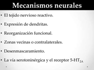 Mecanismos neurales
• El tejido nervioso reactivo.

• Expresión de dendritas.

• Reorganización funcional.

• Zonas vecinas o contralaterales.

• Desenmascaramiento.

• La vía serotoninérgica y el receptor 5-HT2A
 