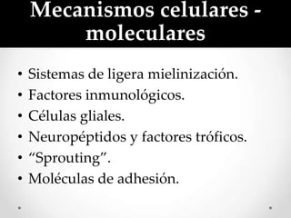 Mecanismos celulares -
        moleculares
•   Sistemas de ligera mielinización.
•   Factores inmunológicos.
•   Células gliales.
•   Neuropéptidos y factores tróficos.
•   “Sprouting”.
•   Moléculas de adhesión.
 