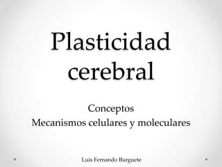 Plasticidad
     cerebral
           Conceptos
Mecanismos celulares y moleculares


          Luis Fernando Burguete
 