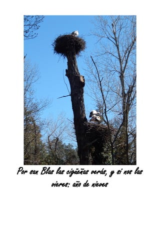 Por san Blas las cigüeñas verás, y si nos las
vieres: año de nieves
 