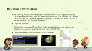 Retinosis pigmentaria:
• Es un conjunto de enfermedades oculares crónicas de origen genético y
carácter degenerativo. Se trata de una enfermedad que afecta a las células
nerviosas del ojo (conos y bastones) que son quienes nos dejan percibir la
luz, la sombra y los colores. Provoca:
• Ceguera nocturna.
• Pérdida de visión periférica. Para poder ver los objetos que están a su
alrededor tienen que girar la cabeza, visión "en túnel“.
• Deslumbramiento (intolerancia a la luz directa).
 