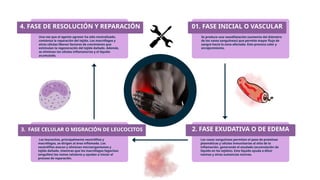 3. FASE CELULAR O MIGRACIÓN DE LEUCOCITOS
4. FASE DE RESOLUCIÓN Y REPARACIÓN
2. FASE EXUDATIVA O DE EDEMA
01. FASE INICIAL O VASCULAR
Una vez que el agente agresor ha sido neutralizado,
comienza la reparación del tejido. Los macrófagos y
otras células liberan factores de crecimiento que
estimulan la regeneración del tejido dañado. Además,
se eliminan las células inflamatorias y el líquido
acumulado.
Los leucocitos, principalmente neutrófilos y
macrófagos, se dirigen al área inflamada. Los
neutrófilos atacan y eliminan microorganismos y
tejido dañado, mientras que los macrófagos fagocitan
(engullen) los restos celulares y ayudan a iniciar el
proceso de reparación.
Se produce una vasodilatación (aumento del diámetro
de los vasos sanguíneos) que permite mayor flujo de
sangre hacia la zona afectada. Esto provoca calor y
enrojecimiento.
Los vasos sanguíneos permiten el paso de proteínas
plasmáticas y células inmunitarias al sitio de la
inflamación, generando el exudado (acumulación de
líquido en los tejidos). Este líquido ayuda a diluir
toxinas y otras sustancias nocivas.
 
