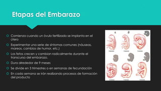 Etapas del Embarazo
 Comienza cuando un óvulo fertilizado se implanta en el
útero
 Experimentar una serie de síntomas comunes (náuseas,
mareos, cambios de humor, etc.)
 Los fetos crecen y cambian radicalmente durante el
transcurso del embarazo.

 Dura alrededor de 9 meses
 Se divide en 3 trimestres o en semanas de fecundación
 En cada semana se irán realizando procesos de formación
del producto

 