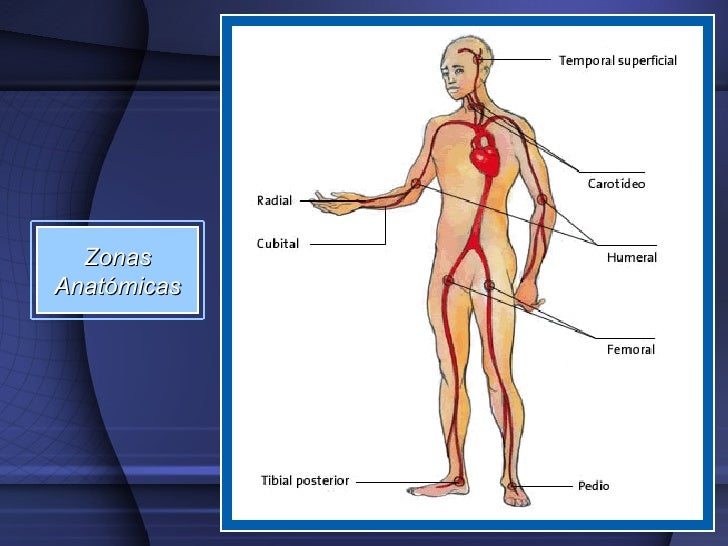 PulsoPresión Arterial