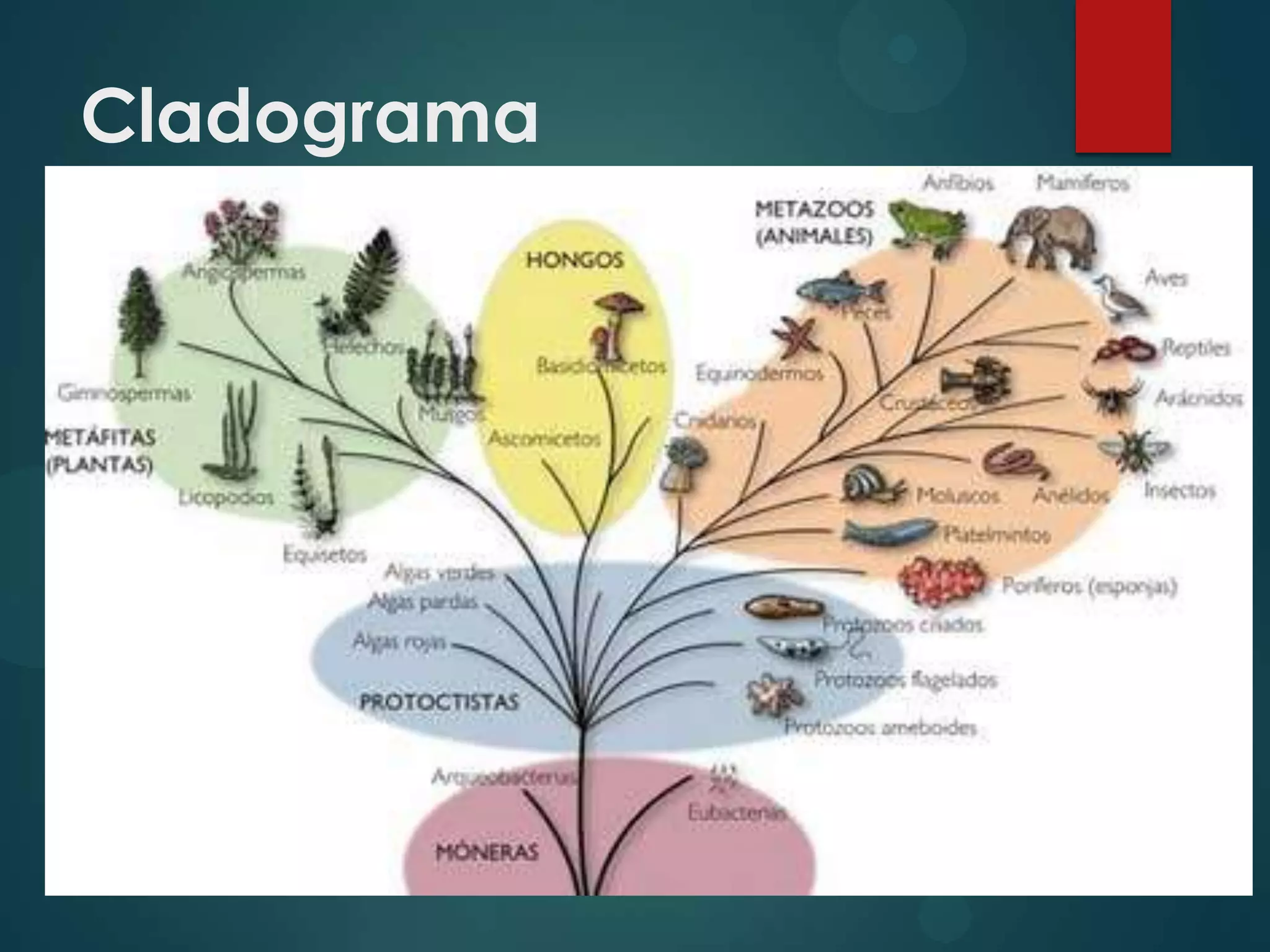 Exposición filogénesis del sistema nervioso | PPTX