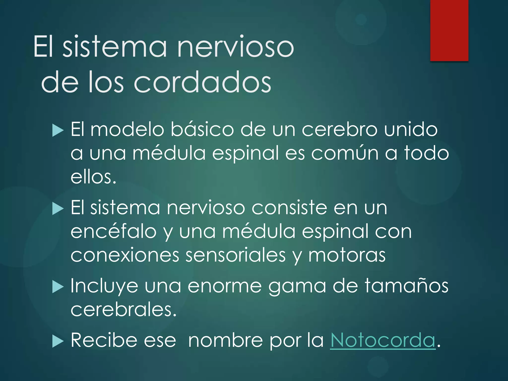 Exposición filogénesis del sistema nervioso | PPTX