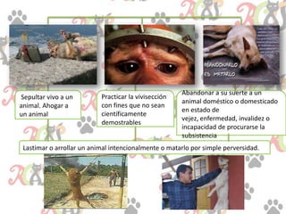 Sepultar vivo a un
animal. Ahogar a
un animal
Lastimar o arrollar un animal intencionalmente o matarlo por simple perversidad.
Practicar la vivisección
con fines que no sean
científicamente
demostrables
Abandonar a su suerte a un
animal doméstico o domesticado
en estado de
vejez, enfermedad, invalidez o
incapacidad de procurarse la
subsistencia
 