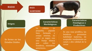 RAZAS RAZA
HAMPSHIRE
Se formo en los
Estados Unidos
La cabeza es
pequeña, papada
bien formada y
orejas erectas, su
color es negro con
una franja blanca
que cubre los
hombros, miembros
anteriores..
Es una raza prolífica, las
hembras presentan
habilidad materna, de
aceptable rendimiento en
canal y alta calidad de la
carne
Origen:
Características
Morfológicas:
Características
Fisiológicas o
Productivas:
 