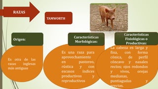 RAZAS
TAMWORTH
Es otra de las
razas inglesas
más antiguas
Es una raza para
aprovechamiento
en pastoreo,
rústica y con
escasos índices
productivos y
reproductivos
 La cabeza es larga y
fina, con forma
cónica, de perfil
cóncavo y nasales
rectos; ojos redondos
y vivos, orejas
medianas,
puntiagudas y
erectas.
Origen:
Características
Morfológicas:
Características
Fisiológicas o
Productivas:
 