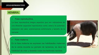 CICLO REPRODUCTIVO.
 Fase reproductiva.
La fase reproductiva integra aspectos que son indicadores de
una eficiente capacidad reproductiva como: edad a la pubertad,
expresión del calor, sobrevivencia embrionaria y tamaño de la
camada.
 Fase materna
En la fase materna se expresan las habilidades maternas
de la cerda durante su período de lactancia, es decir la
habilidad de criar y destetar todos los lechones nacidos.
HEMBRA:
 