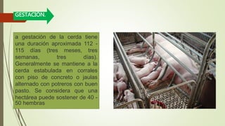 GESTACIÓN.
a gestación de la cerda tiene
una duración aproximada 112 -
115 días (tres meses, tres
semanas, tres días).
Generalmente se mantiene a la
cerda estabulada en corrales
con piso de concreto o jaulas
alternado con potreros con buen
pasto. Se considera que una
hectárea puede sostener de 40 -
50 hembras
 