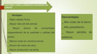 PASTOREO COMO ALTERNATIVA DE MANEJO EN
CERDOS
Ventajas:
_ Mejor estado físico.
_ Mayor vida útil del animal.
_ Mayor ahorro de concentrado
(dependiendo de la cantidad y calidad del
pasto).
_ Menos costo en construcciones.
_ Ahorro de mano de obra.
_ Mayor producción de leche.
Desventajas:
_ Alto costo de la tierra.
_ Alto parasitismo.
_ Mayor pérdida de
estiércol.
 