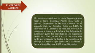 EL CERDO EN
AMÉRICA
Al continente americano, el cerdo llegó en primer
lugar a Santo Domingo, Puerto Rico, Cuba y
Jamaica, procedente de las Islas Canarias en el
segundo viaje de Cristóbal Colón en 1.493; la
introducción a Colombia, se hizo por Urabá y en
particular a la cuenca del Cauca, fue Sebastián de
Belalcazar quien los introdujo en su expedición
inicial en 1.536 (Patiño, V.M., 1.970). Años más
tarde, por exigencia de Carlos V, la expedición de
Rodrigo de Bastidas que partió de la Española y
fundó a Santa Marta en 1.525, trajo 300 cerdos
 