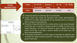 CICLO
PRODUCTIVO
 Comienza desde el momento de su nacimiento.
 Luego viene una etapa de lactancia que oscila generalmente
desde 49 a 63 días dependiendo de las instalaciones y el manejo
que se tenga en la porqueriza
 Pasada la etapa del destete los cerdos entran a una etapa llamada
iniciación que va desde el destete hasta los 20Kg. de peso vivo,
luego ingresan a la etapa de levante la que va desde los 20 Kg
hasta los 45 Kg. o sea más o menos desde los 60 hasta los 120
días aproximadamente.
 Terminado el levante los cerdos pasan a la etapa de engorde, que
va desde los 45Kg. de peso hasta 90 - 110 Kg., que es el peso final
para el mercado.
0 días 21–35-42–
56-63 días
Destete a
20 Kg.
20 - 40
Kg.
40 - 90 Kg.
Parto lactancia precebo levante ceba
 