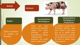 RAZAS
PIETRAIN
Debe su nombre
al pueblo así
llamado.
Tiene una capa
blanca con manchas
negras y/o rojas,
presenta fuerte
musculatura, cabeza
relativamente
pequeña con perfil
recto o subconcavo.
La hembra a pesar de su
docilidad produce muy
poca leche lo que hace
que no se utilice como
línea materna, el macho
por su aporte de carne en
la canal se utiliza como
línea paterna
Origen:
Características
Morfológicas:
Características
Fisiológicas o
Productivas:
 