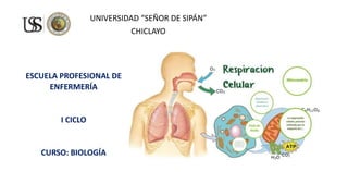 UNIVERSIDAD “SEÑOR DE SIPÁN”
CHICLAYO
ESCUELA PROFESIONAL DE
ENFERMERÍA
I CICLO
CURSO: BIOLOGÍA
 