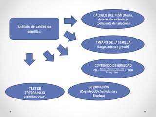 Análisis de calidad de
semillas:
CÀLCULO DEL PESO (Media,
desviación estándar y
coeficiente de variación)
TAMAÑO DE LA SEMILLA
(Largo, ancho y grosor)
CONTENIDO DE HUMEDAD
CH=
𝐏𝐞𝐬𝐨 𝒇𝒓𝒆𝒔𝒄𝒐−𝐏𝐞𝐬𝐨 𝒔𝒆𝒄𝒐
𝑷𝒆𝒔𝒐𝒇𝒓𝒆𝒔𝒄𝒐
𝒙 𝟏𝟎𝟎
GERMINACIÒN
(Desinfección, Imbibición y
Siembra)
TEST DE
TRETRAZOLIO
(semillas vivas)
 