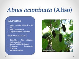 Alnus acuminata (Aliso)
CARACTERÌSTICAS
• Nativa América (Central y del
Sur).
• 2000 y 3100 m.s.n.m
• Lugares húmedos y nublados.
IMPORTANCIA ECOLÒGICA:
• Capacidad fijar nitrógeno.
(actinomysetes)
• Mejora Fertilidad del Suelo.
• Programas Restauración
Ecológica.
• Recurso maderero
 