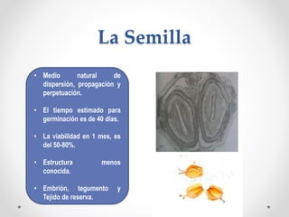 La Semilla
• Medio natural de
dispersión, propagación y
perpetuación.
• El tiempo estimado para
germinación es de 40 días.
• La viabilidad en 1 mes, es
del 50-80%.
• Estructura menos
conocida.
• Embrión, tegumento y
Tejido de reserva.
 