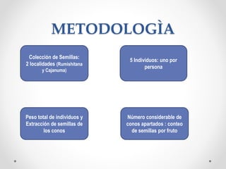 METODOLOGÌA
Colección de Semillas:
2 localidades (Rumishitana
y Cajanuma)
5 Individuos: uno por
persona
Peso total de individuos y
Extracción de semillas de
los conos
Número considerable de
conos apartados : conteo
de semillas por fruto
 