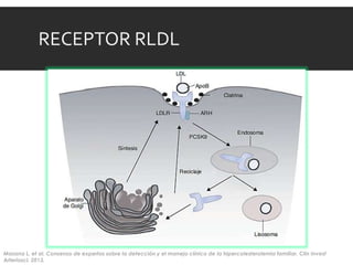 RECEPTOR RLDL
Masana L, et al. Consenso de expertos sobre la detección y el manejo clínico de la hipercolesterolemia familiar. Clin Invest
Arterioscl. 2013.
 