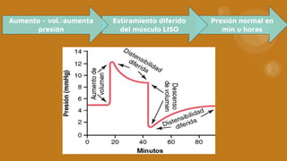 Aumento - vol.:aumenta
presión
Estiramiento diferido
del músculo LISO
Presión normal en
min u horas
 