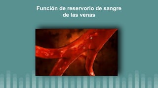 Función de reservorio de sangre
de las venas
 