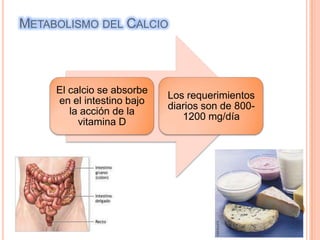 METABOLISMO DEL CALCIO



     El calcio se absorbe
                            Los requerimientos
     en el intestino ba...