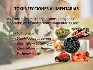 TOXIINFECCIONES ALIMENTARIAS
Los principales microorganismos patógenos
implicados en toxiinfecciones alimentarias son:
- Salmonella
- Staphilococcus aureus
- Clostridium botulinum
- Clostridium perfingens
- Escherichia coli
 
